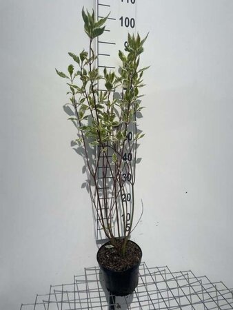 Cornus alba 'Elegantissima' 60-80 cm cont. 3,0L - image 6