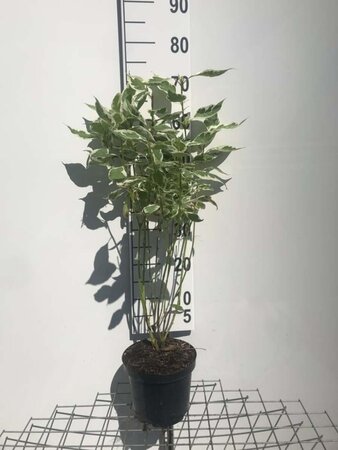Cornus alba 'Elegantissima' 60-80 cm cont. 3,0L - image 4