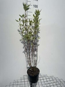 Cornus alba 'Elegantissima' 60-80 cm cont. 3,0L - image 5