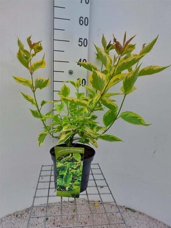 Cornus alba 'Gouchaultii' 60-80 cm cont. 3,0L - afbeelding 1