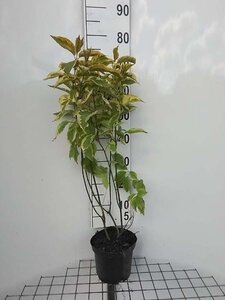 Cornus alba 'Gouchaultii' 60-80 cm cont. 3,0L - afbeelding 2