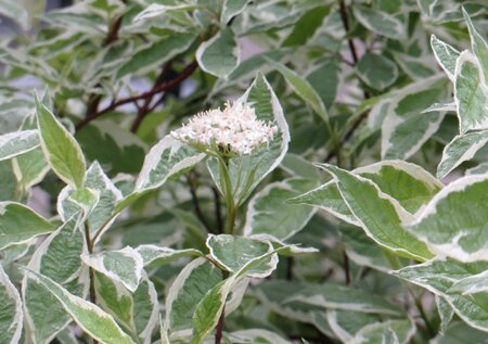 Cornus alba Ivory Halo 40-60 cm cont. 3,0L - image 3