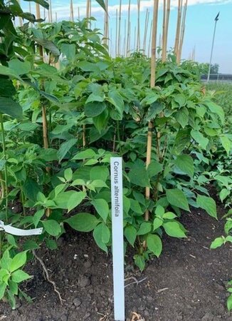 Cornus alternifolia 80-100 cm met kluit - afbeelding 14