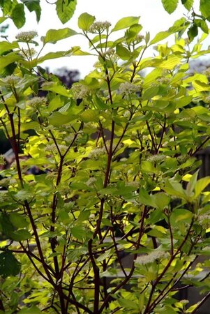 Cornus alba 'Sibirica' 60-80 cm cont. 3,0L - afbeelding 2