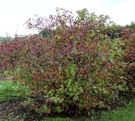 Cornus alba 'Sibirica' 60-80 cm cont. 3,0L - afbeelding 4