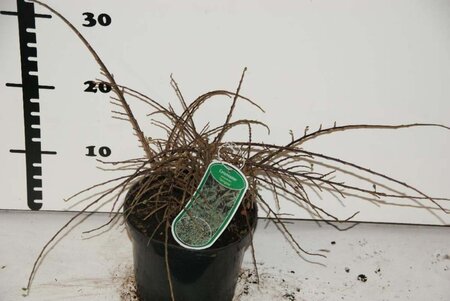 Cotoneaster atrop. 'Variegatus' 25-30 cm cont. 2,0L - image 5
