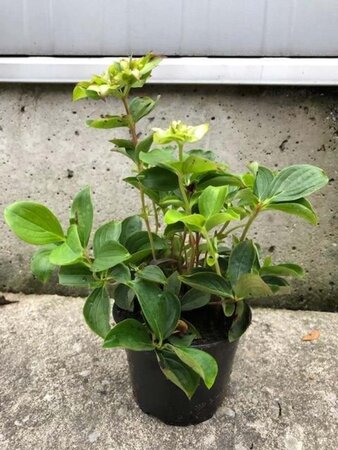 Cornus canadensis geen maat specificatie P10,5cm - image 5