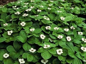 Cornus canadensis geen maat specificatie P10,5cm - image 2