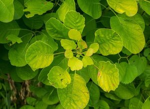 Cotinus cog. Golden Spirit 30-40 cm cont. 3,0L - afbeelding 3