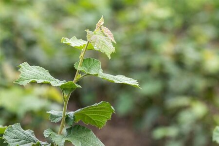 Corylus colurna 10-12 Hoogstam wortelgoed - afbeelding 1