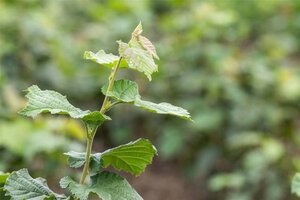 Corylus colurna 10-12 Hoogstam wortelgoed - afbeelding 1