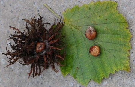 Corylus colurna 10-12 Hoogstam wortelgoed - afbeelding 2