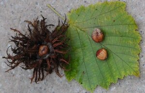 Corylus colurna 10-12 Hoogstam wortelgoed - afbeelding 2