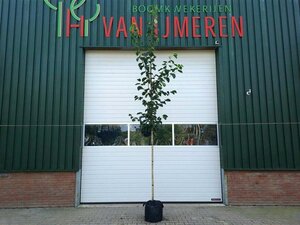 Corylus colurna 10-12 Hoogstam wortelgoed - afbeelding 4