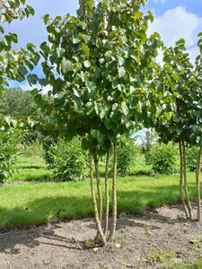 Corylus colurna 250-300 cm draadkluit meerstammig - afbeelding 1