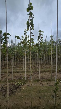 Corylus colurna 6-8 Hoogstam wortelgoed - afbeelding 4