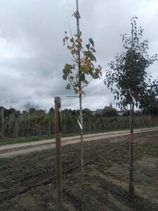 Corylus colurna 8-10 Hoogstam wortelgoed - afbeelding 4