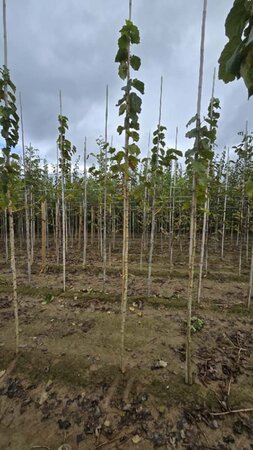 Corylus colurna 8-10 Hoogstam wortelgoed - afbeelding 3