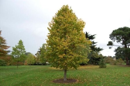 Corylus colurna 8-10 Hoogstam wortelgoed - afbeelding 7