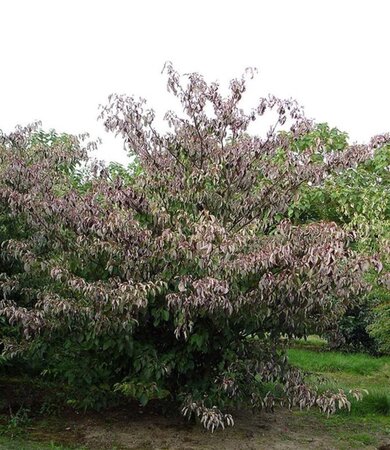 Cornus controversa 60-80 cm RB - image 2