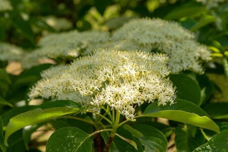 Cornus controversa 80-100 cm met kluit - afbeelding 11