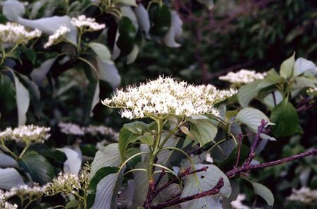 Cornus controversa 80-100 cm met kluit - afbeelding 4