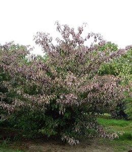 Cornus controversa 80-100 cm met kluit - afbeelding 2