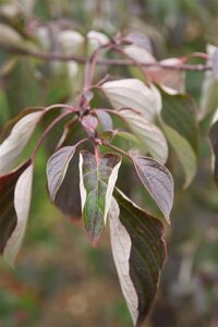 Cornus controversa 80-100 cm RB - image 1