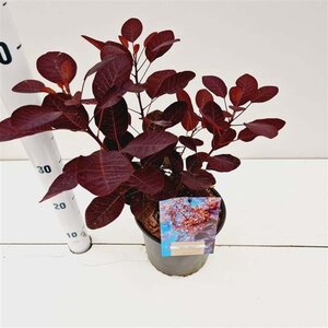 Cotinus cog. 'Royal Purple' 30-40 cm cont. 3,0L - afbeelding 17