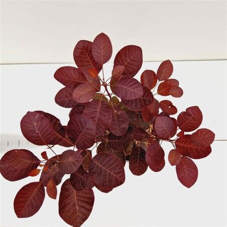 Cotinus cog. 'Royal Purple' 30-40 cm cont. 3,0L - afbeelding 18