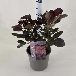 Cotinus cog. 'Royal Purple' 30-40 cm cont. 3,0L - afbeelding 7