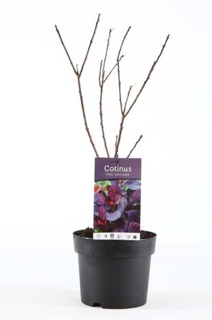 Cotinus cog. 'Royal Purple' 30-40 cm cont. 3,0L - afbeelding 4