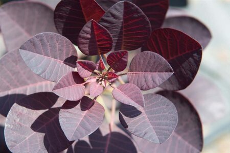 Cotinus cog. 'Royal Purple' 30-40 cm cont. 3,0L - afbeelding 13