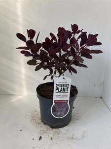 Cotinus cog. 'Royal Purple' 30-40 cm cont. 3,0L - afbeelding 20