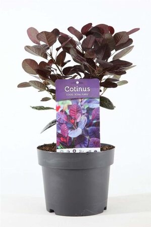 Cotinus cog. 'Royal Purple' 30-40 cm cont. 3,0L - afbeelding 5