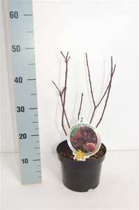 Cotinus cog. 'Royal Purple' 30-40 cm cont. 3,0L - afbeelding 2