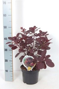 Cotinus cog. 'Royal Purple' 30-40 cm cont. 3,0L - afbeelding 8