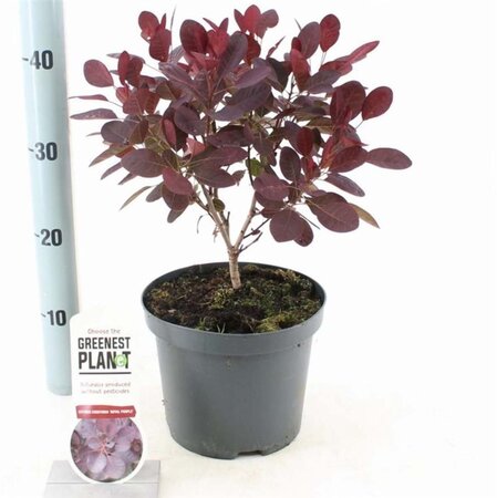 Cotinus cog. 'Royal Purple' 30-40 cm cont. 3,0L - afbeelding 12