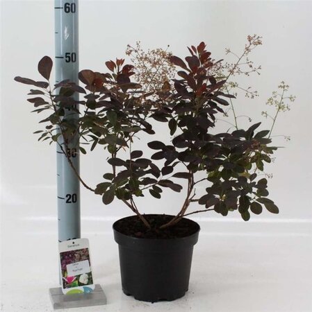 Cotinus cog. 'Royal Purple' 30-40 cm cont. 3,0L - afbeelding 11