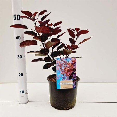 Cotinus cog. 'Royal Purple' 30-40 cm cont. 3,0L - afbeelding 19