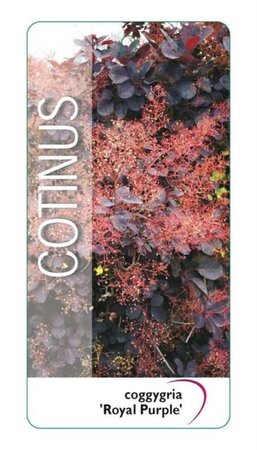 Cotinus cog. 'Royal Purple' 30-40 cm cont. 3,0L - afbeelding 21