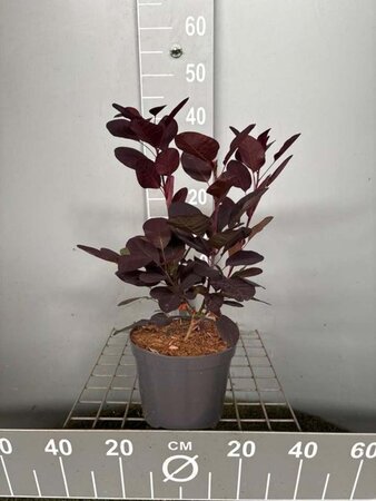 Cotinus cog. 'Royal Purple' 30-40 cm cont. 3,0L - afbeelding 16