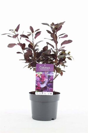 Cotinus cog. 'Royal Purple' 30-40 cm cont. 3,0L - afbeelding 6