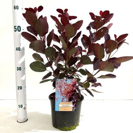 Cotinus cog. 'Royal Purple' 30-40 cm cont. 3,0L - afbeelding 10