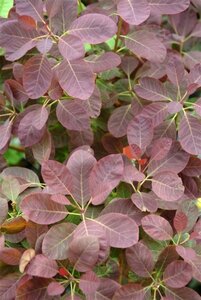 Cotinus cog. 'Royal Purple' 30-40 cm cont. 3,0L - image 8