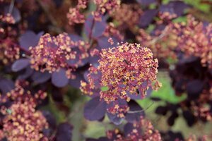 Cotinus cog. 'Royal Purple' 30-40 cm cont. 3,0L - image 7