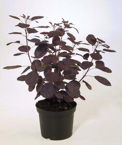 Cotinus cog. 'Royal Purple' 40-60 cm cont. 3,0L - afbeelding 5