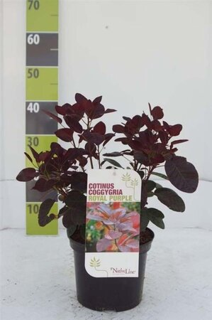 Cotinus cog. 'Royal Purple' 40-60 cm cont. 3,0L - image 6