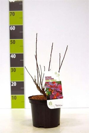 Cotinus cog. 'Royal Purple' 40-60 cm cont. 3,0L - image 7