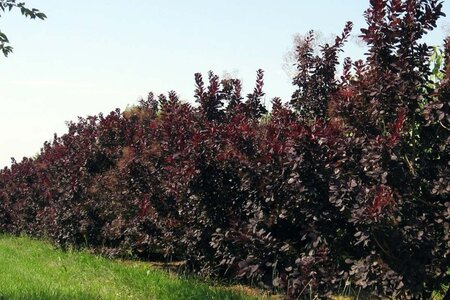 Cotinus cog. 'Royal Purple' 60-80 cm cont. 10L - afbeelding 1